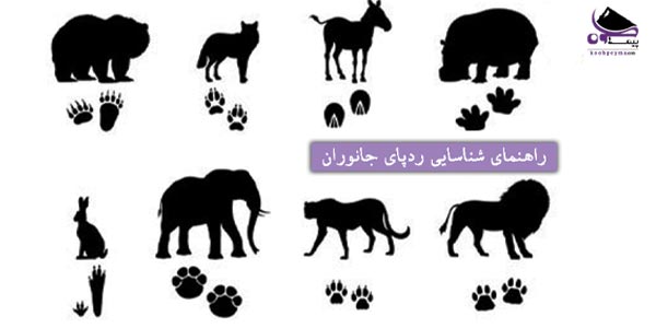 شناسایی ردپای جانوران