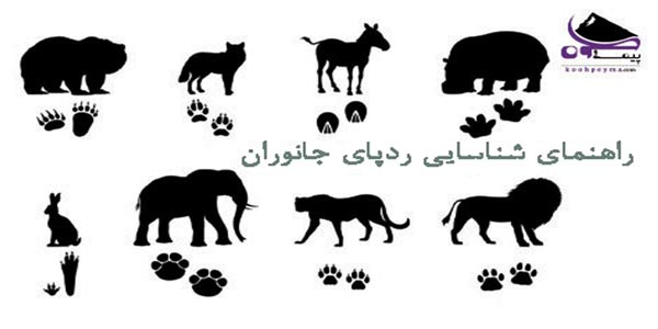 شناسایی-ردپای-حانوران