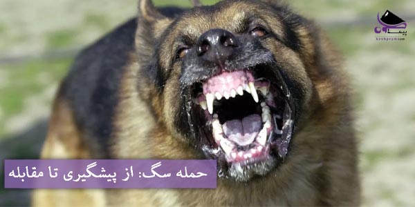 حمله سگ از پیشگیری تا مقابله